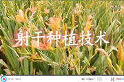 ɷNֲgҕl